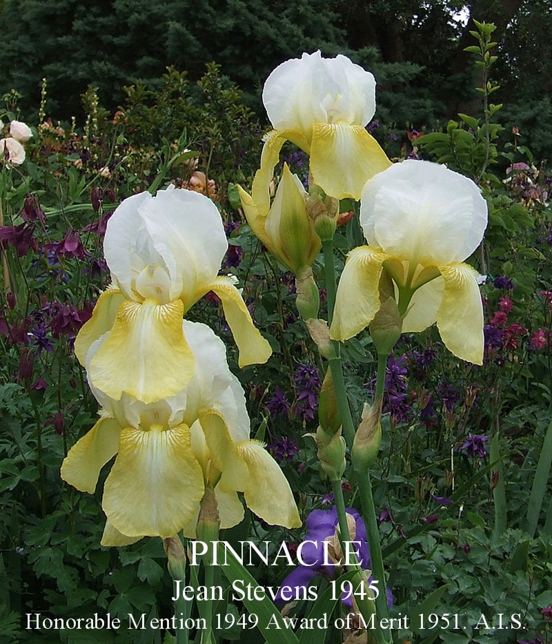 New Zealand Heirloom Tall Bearded Iris 'PINNACLE' HERITAGE IRISES