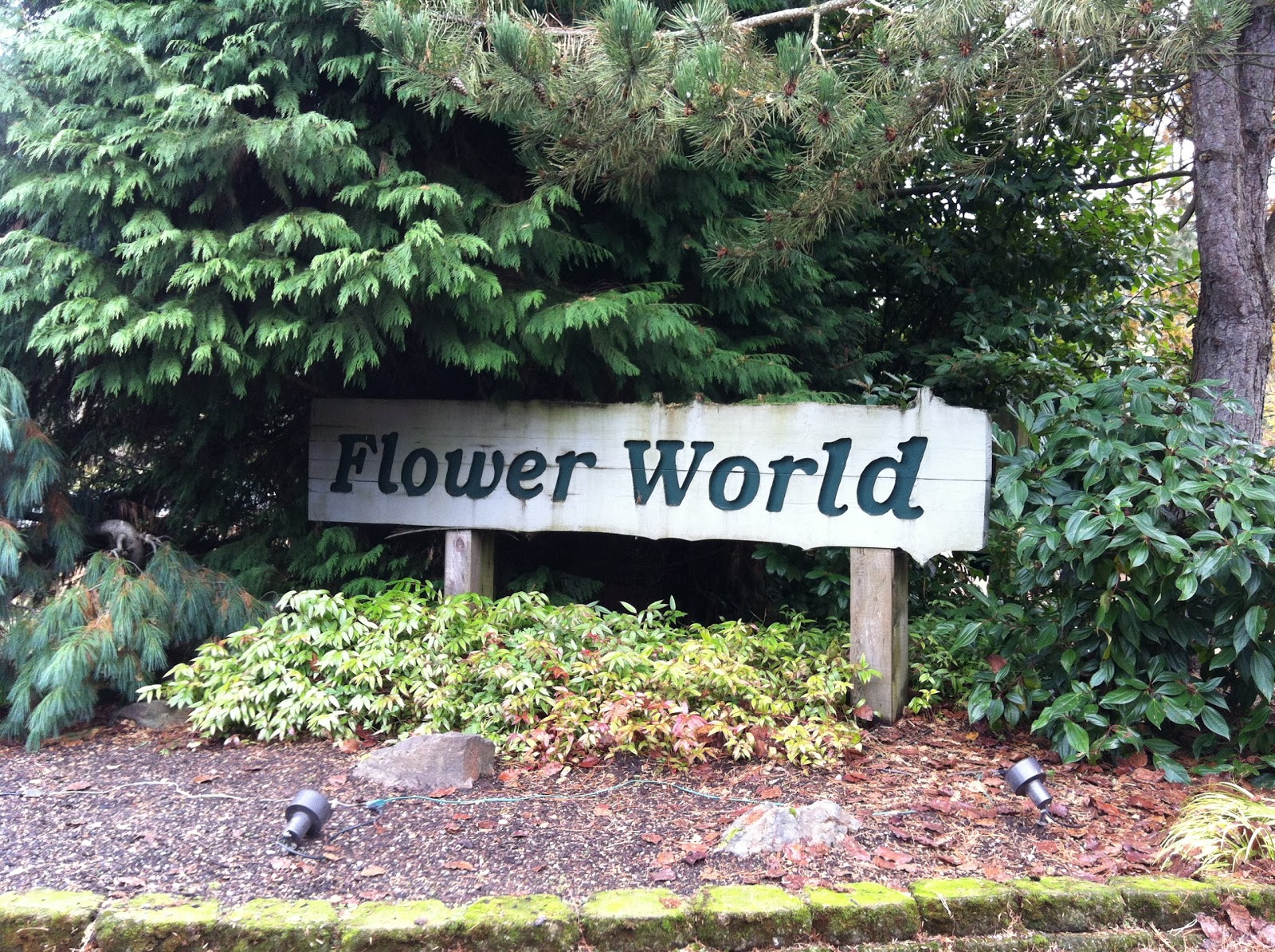 Hears Different Drummer Flower World