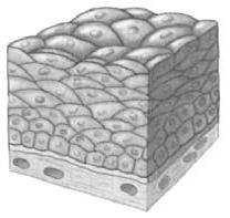 Never Stop Learning: Jaringan Hewan