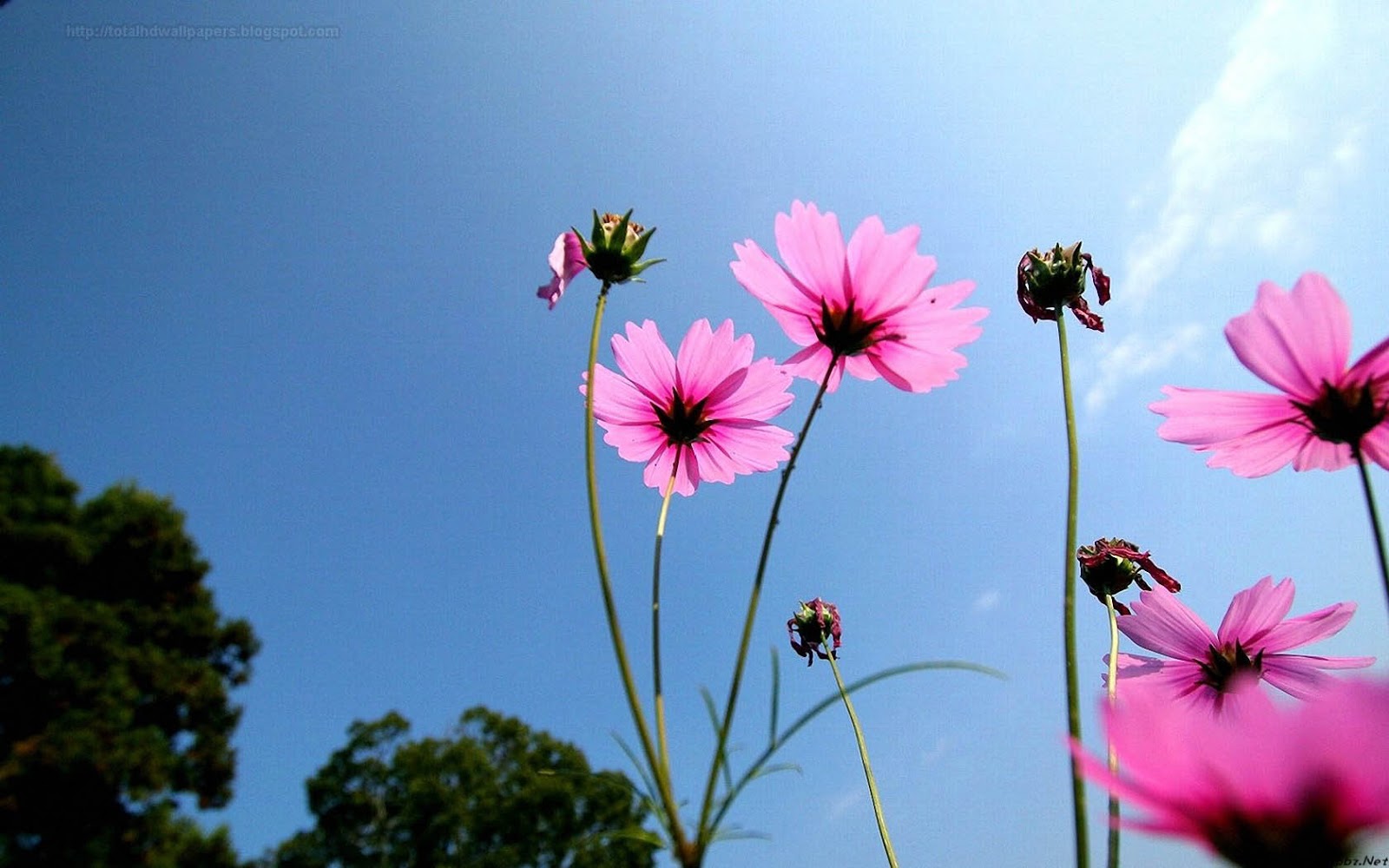 Beautiful Wallpapers for Desktop: Daisy wallpapers hd