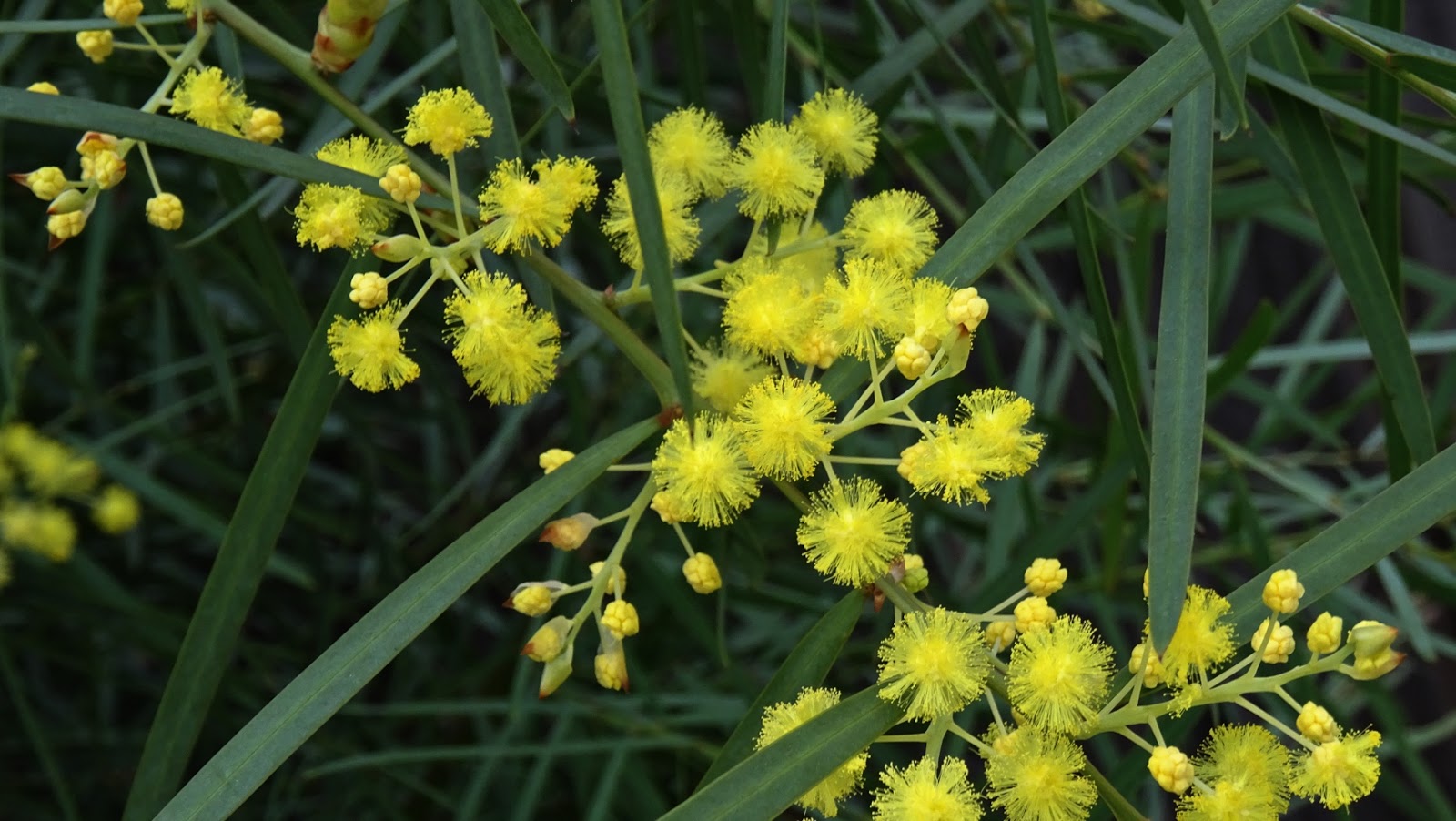 FLORAL FRIDAY FOTOS FFF186 WILLOWLEAF WATTLE