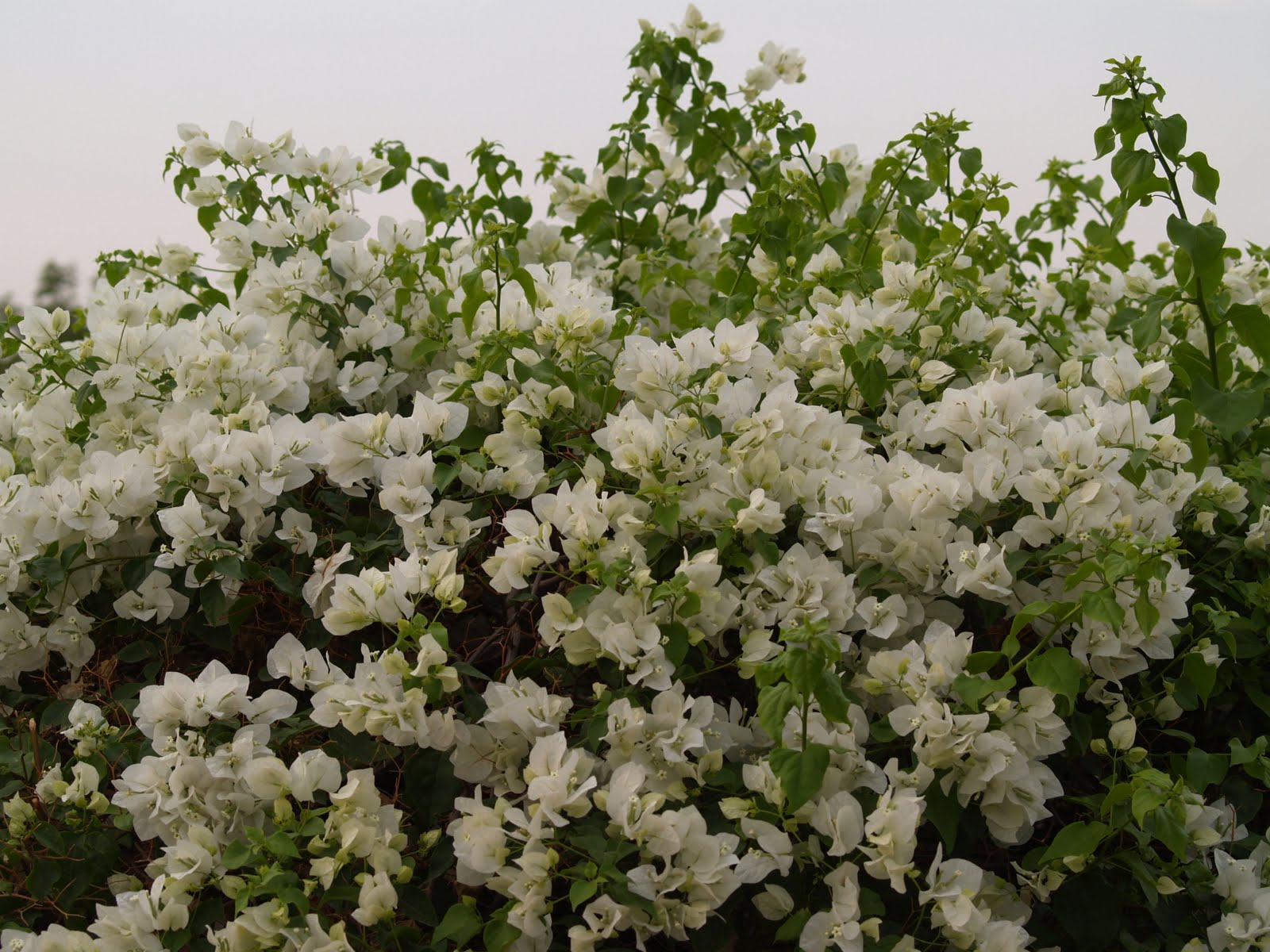 PhotographicCollection: White Bougainvillea