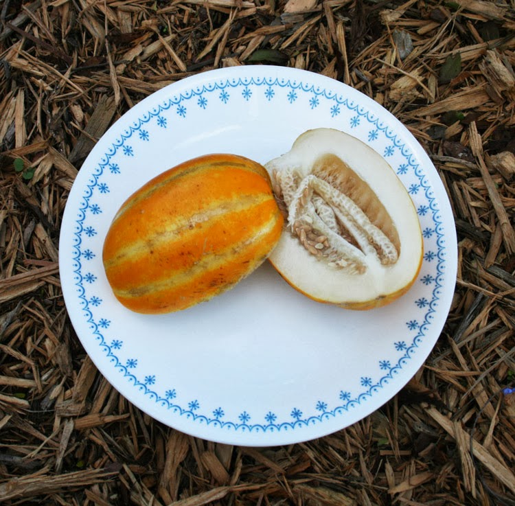 Florida Survival Gardening A Test Crop for Spring The Korean Melon