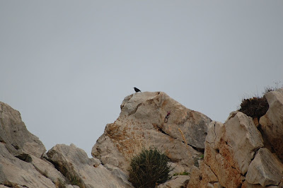 Roquero solitario Monticola solitarius Blue Rock Thrush