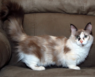 munchkin-cat munchkin cat breed pets kitten information animal domestic picture