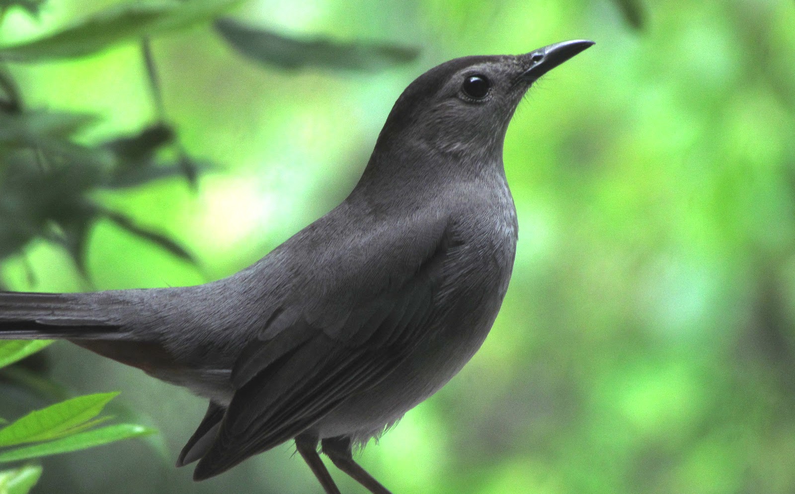 Birding Bros. Blog BIRDS Passerines