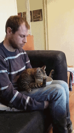 Funny cats - part 88 (40 pics + 10 gifs), cat eats food on man's lap