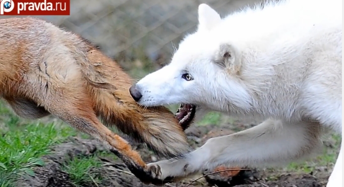 white wolf arctic wolf and fox form unusual friendship photos