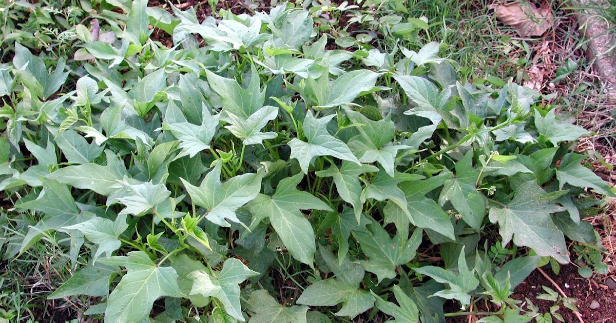 Hawaii Horticulture Grow Your Own Sweet Potatoes