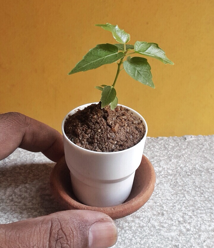Instant Bonsai For Everyone Peepal Tree Seedling For Mini Bonsai