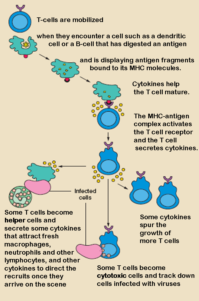 viral genetics vgv l candidate for treating chronic lyme t cells and b cells