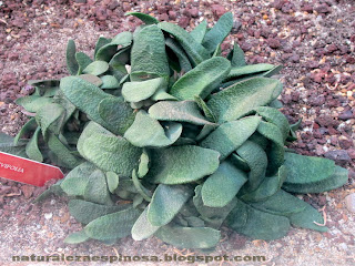 Gasteria brevifolia