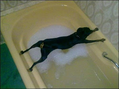 This minipinscher really dislikes her bath Posted by Kathleen Allison at