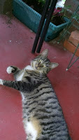 i don't know his name, so he's just 'neighbor kitty'