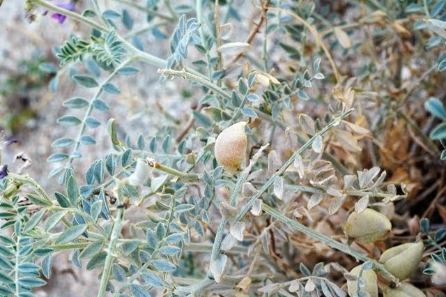 Coachella Milk Vetch, Astragalus lentiginosus var. coachellae_5915