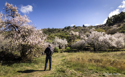 ALMENDROS EN FLOR