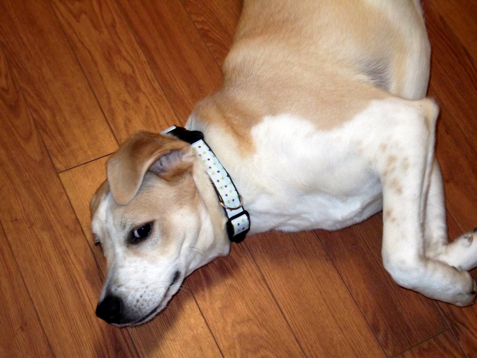 Homemade Dog Collars