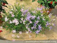 Isotoma axillaris