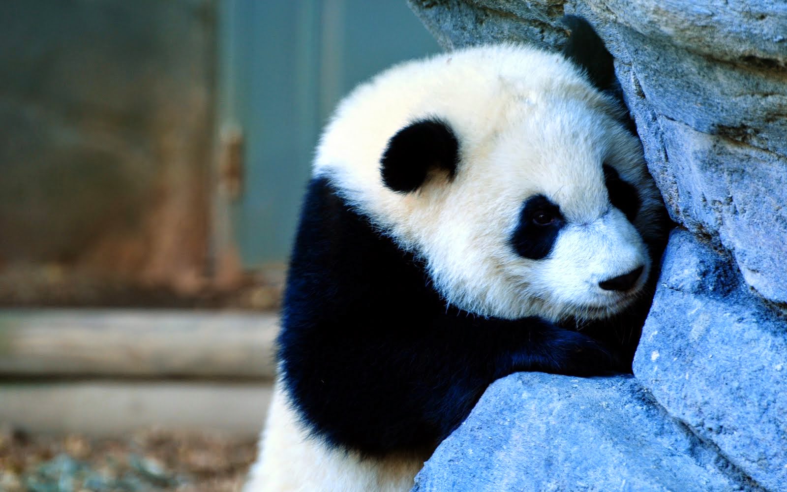 Cara Cara Ampu Gambar Panda Lucu Serta Asal Usul Panda