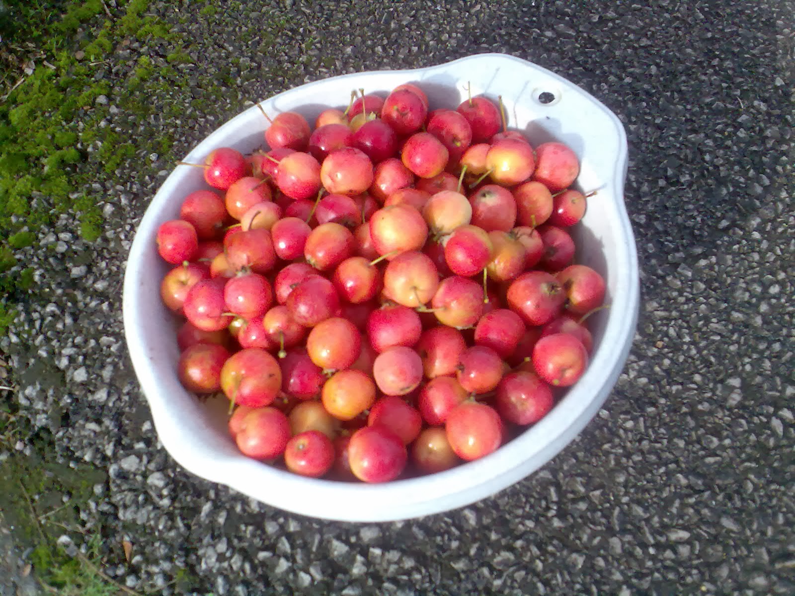 Ben's Adventures in Wine Making Crab Apple Wine 2013 The Making Of
