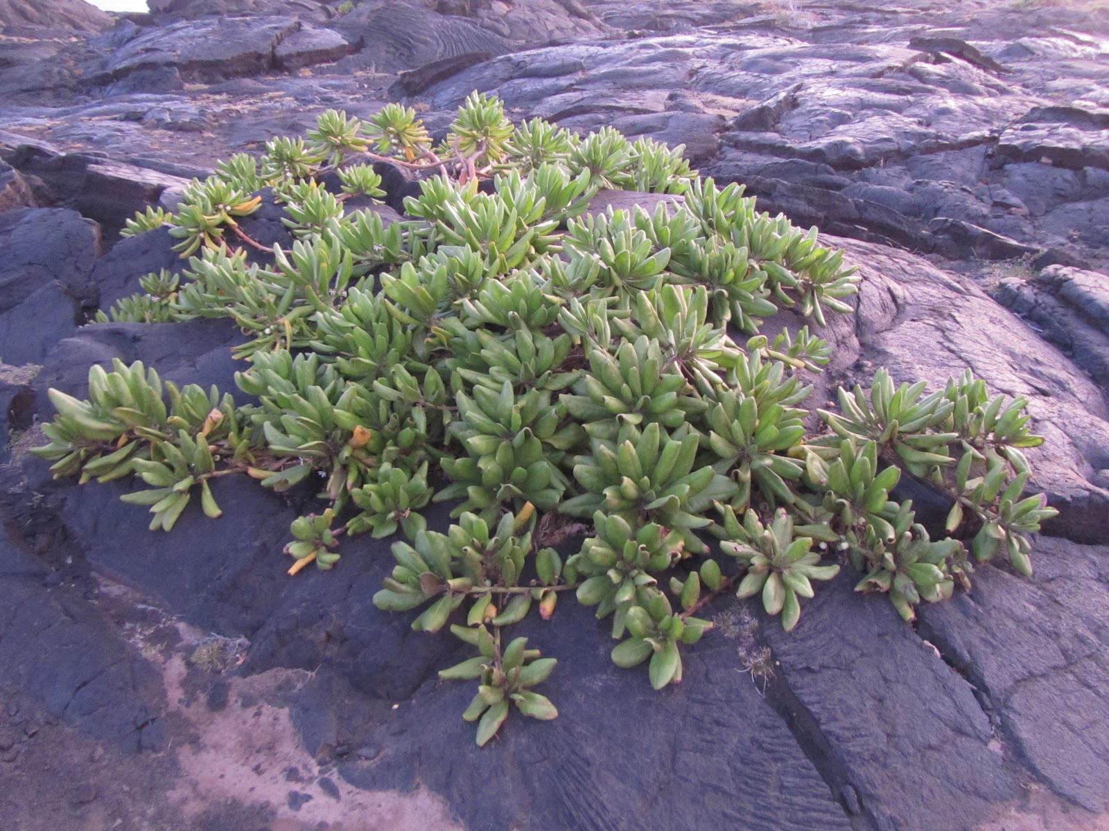 The Venus Transit Pioneer Species on a Lava Flow