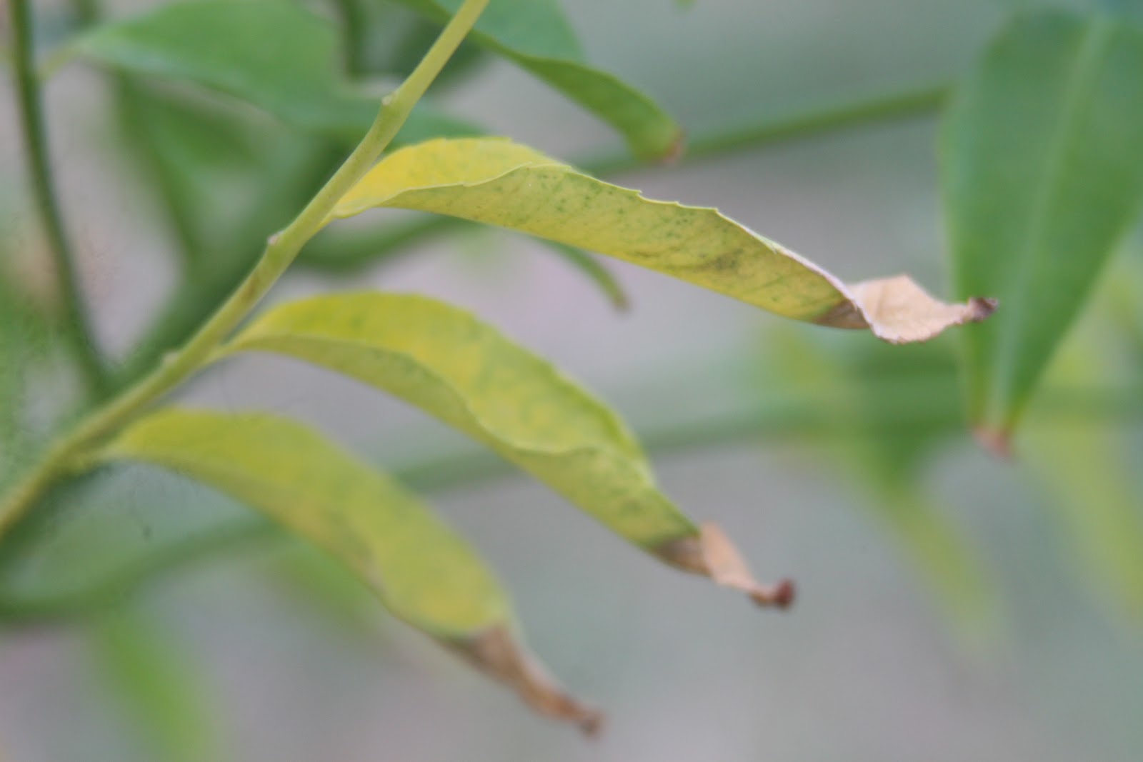 My Tropical Organic Garden Homemade potash for a tropical organic
