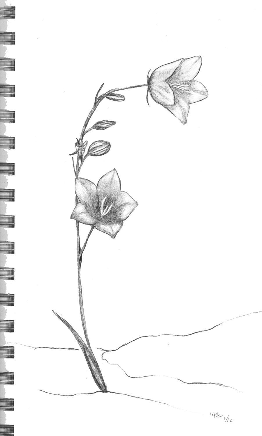 Small Flowers Line Drawing : Pen pencil paper—draw sorting out your brain for drawing