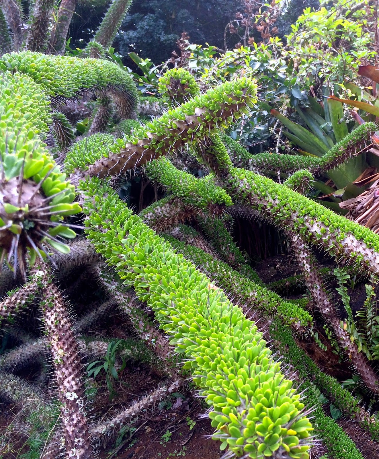 Plants Blog