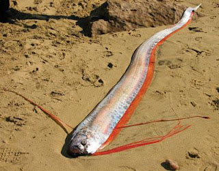 mackerel fish