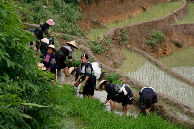 Conjunto de mujeres trabajando en las terrazas de arroz. Conjunto de mujeres trabajando en las terrazas de arroz.