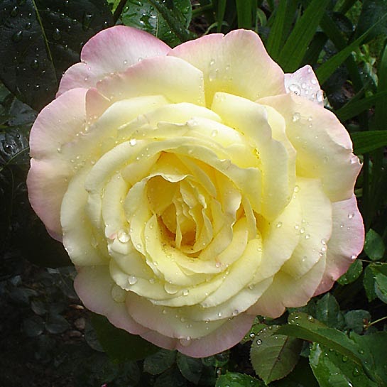 Celebrate This Day! April 29th the Peace Rose introduced in US, 1945