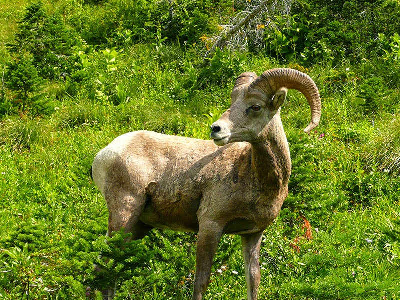 The Most Beautiful Of Glacier National Park Animal National Park