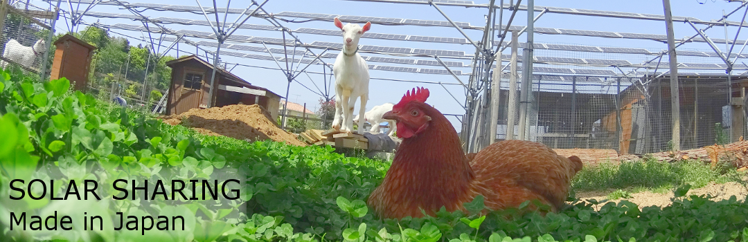 Solar Sharing - Solar panels, chickens and goats in Tsukuba, Japan