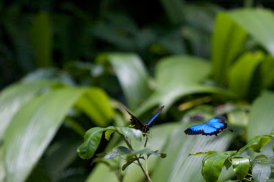 Borboleta Azul da Montanha