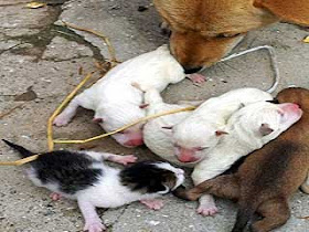 Anjing Melahirkan Kucing aneh tapi nyata
