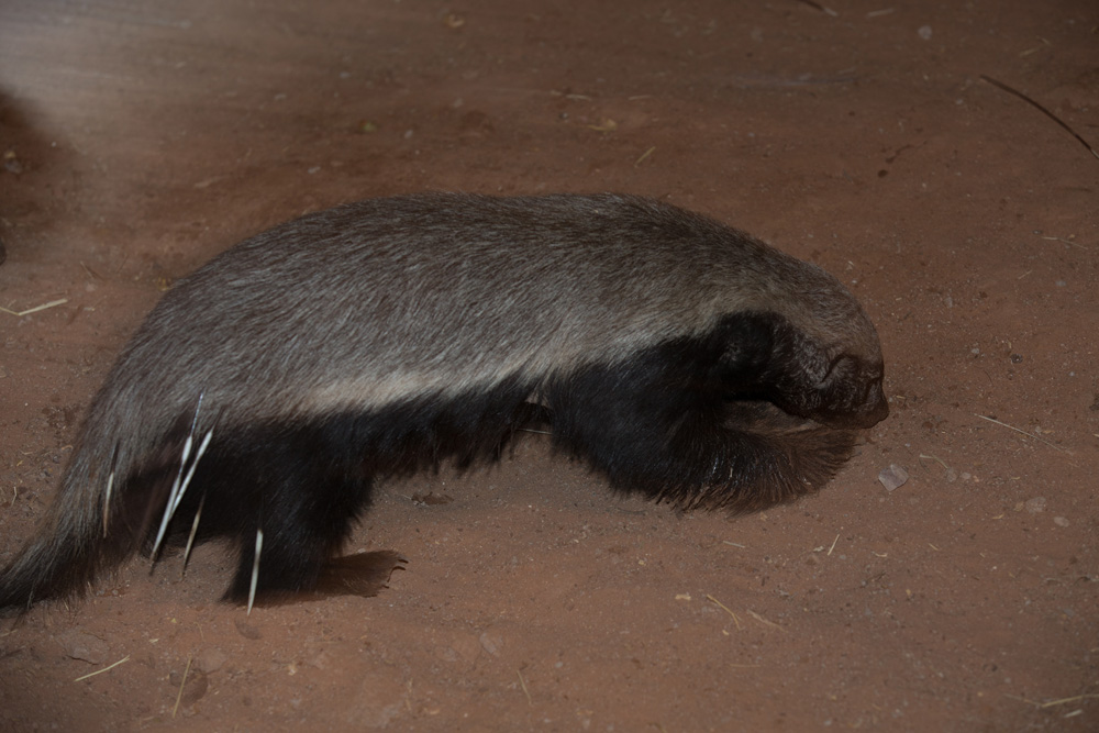 The f8 Group Photo Learning and The Trouble with Honey Badgers