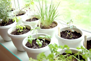 Meilleures herbes à cultiver à l'intérieur