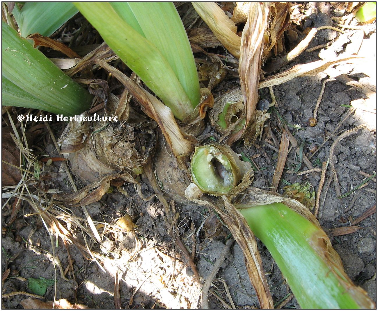 Heidi Horticulture Iris Borer Bacterial Soft Rot Control