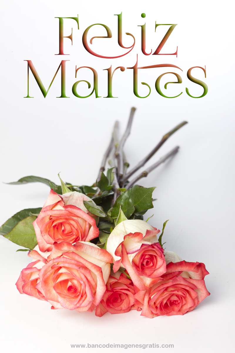 Imagenes De Flores De Feliz Martes | banco de im 193 genes 161 feliz martes nueva colecci 243 n de Imagenes De Flores De Feliz Martes | banco de im 193 genes 161 feliz martes nueva colecci 243 n de