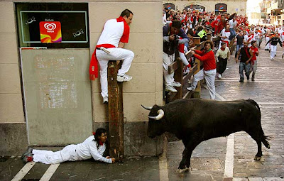 spanish fighting bulls