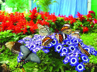 Butterfly photo