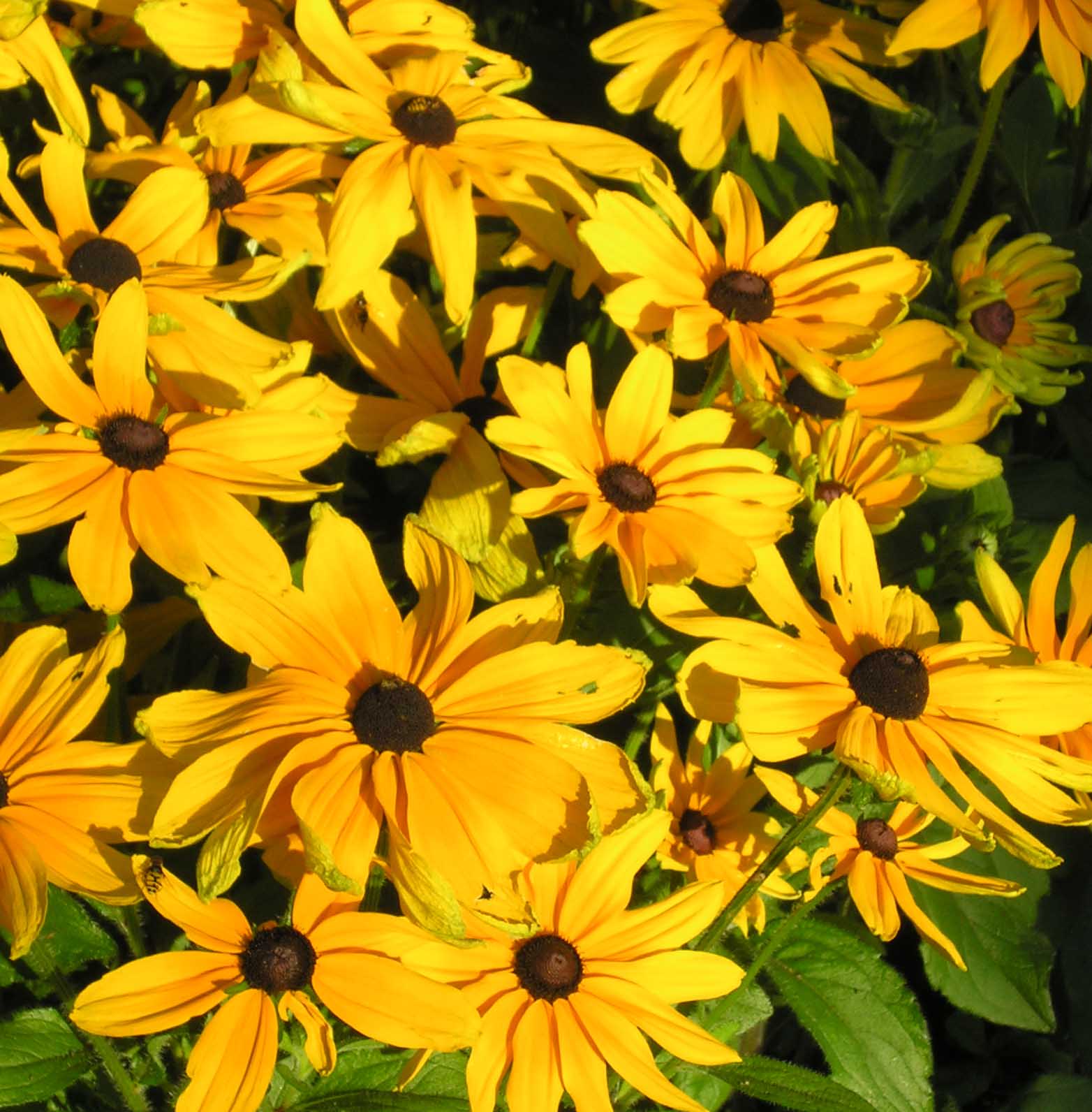 http://4.bp.blogspot.com/-vInhm0RmNfE/Tk_rlt5sB6I/AAAAAAAACAM/X303iK-JydE/s1600/rudbeckia.jpg