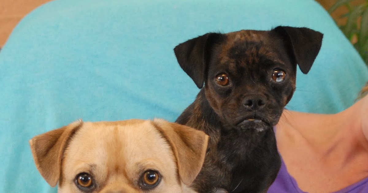 Nevada SPCA Animal Rescue: Chug puppies with a cosmic, inseparable bond.