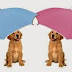  Φοβούνται οι σκύλοι τη βροχή;