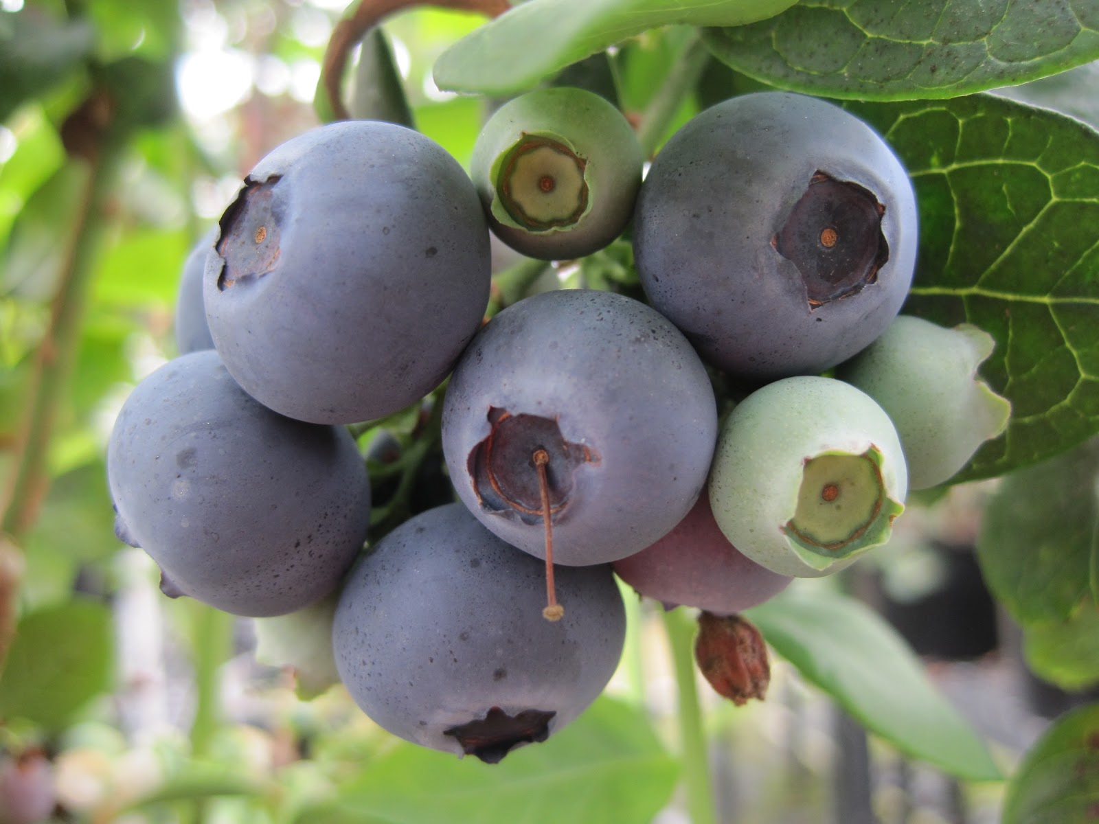 LIFECTAHR New CropDiversification Blueberry Field Day