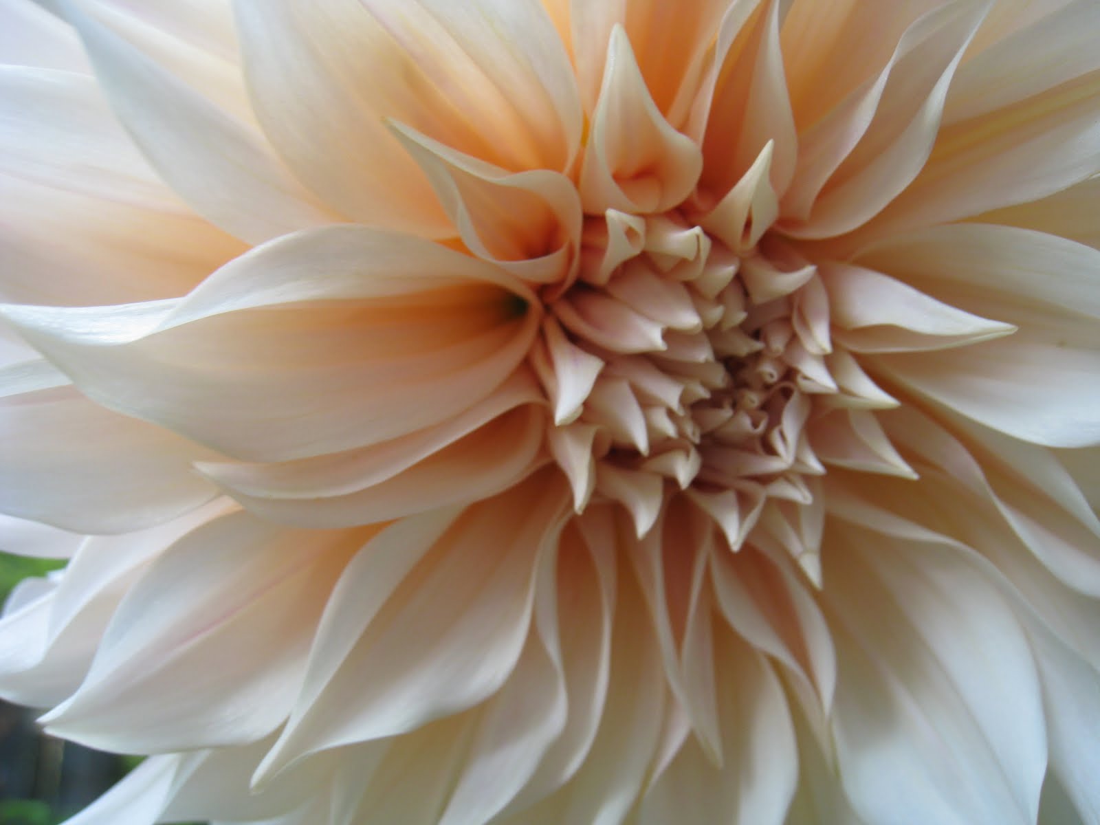 Christina's Garden cafe au lait dahlia