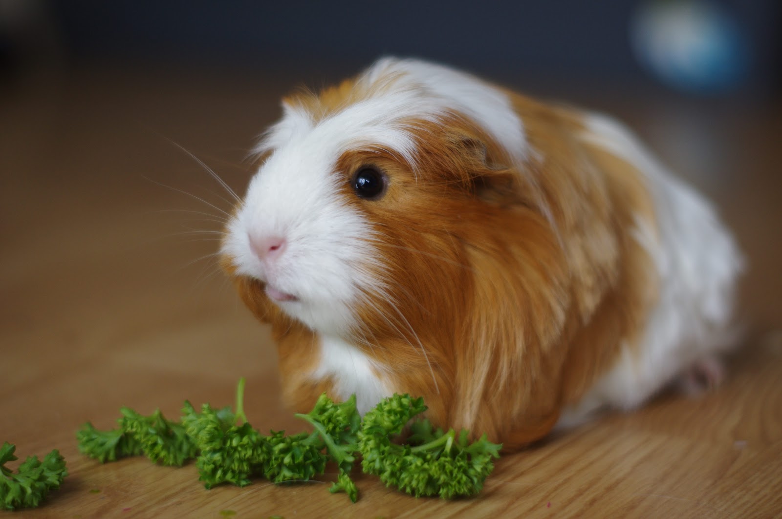 The Guinea Pig Daily Cinnamon