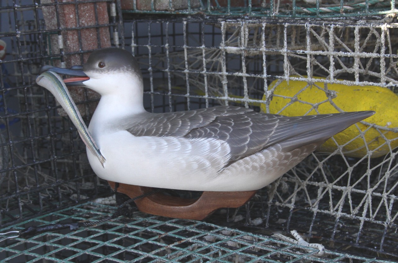 Keith Mueller Bird Carvings Sea Bird Decoys 1 (Test)