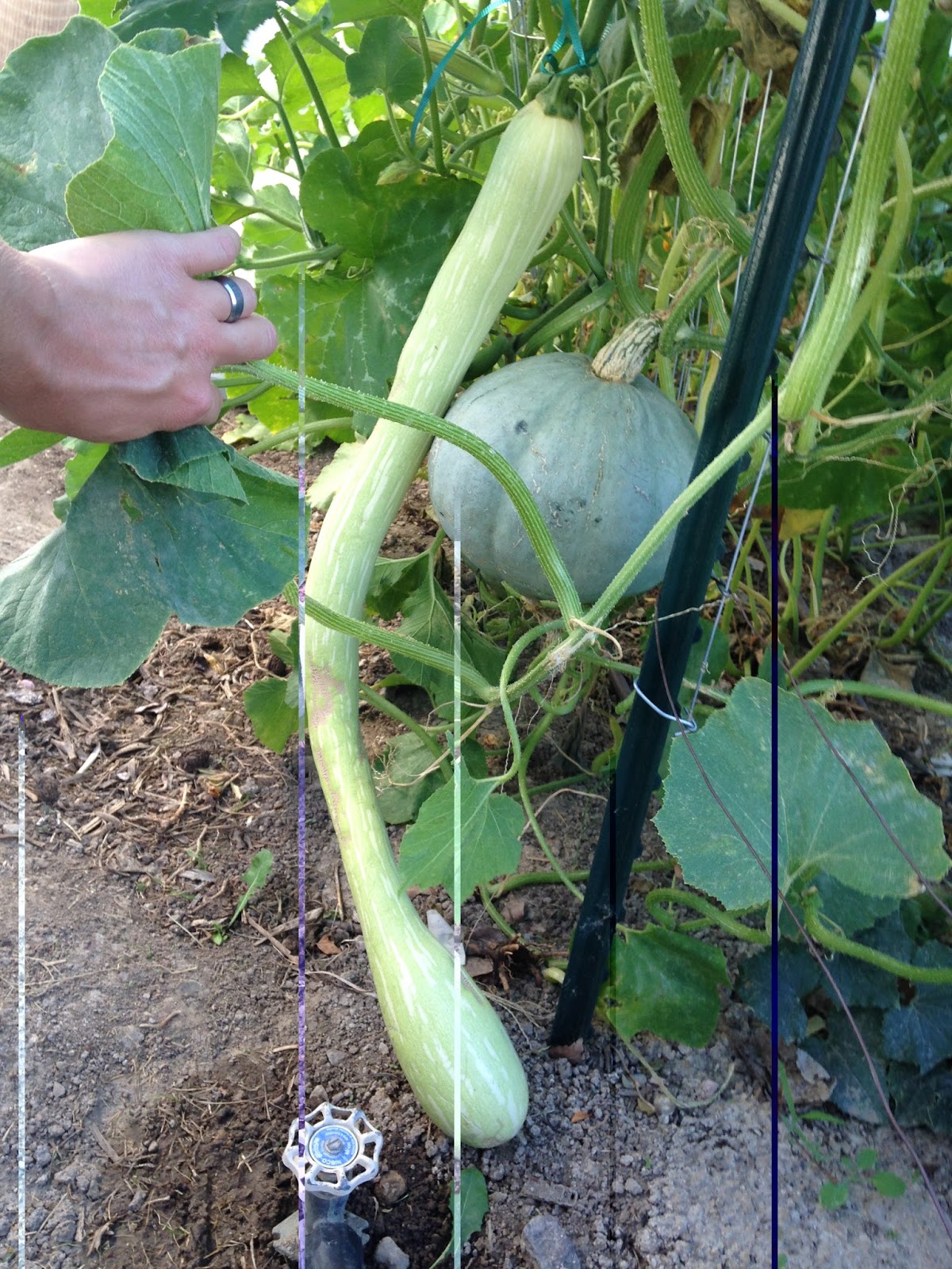 my family prepared How to Save Summer Squash Seeds