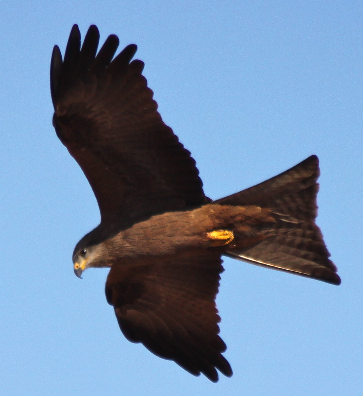 Richard Waring's Birds of Australia What a Day for Birds of Prey